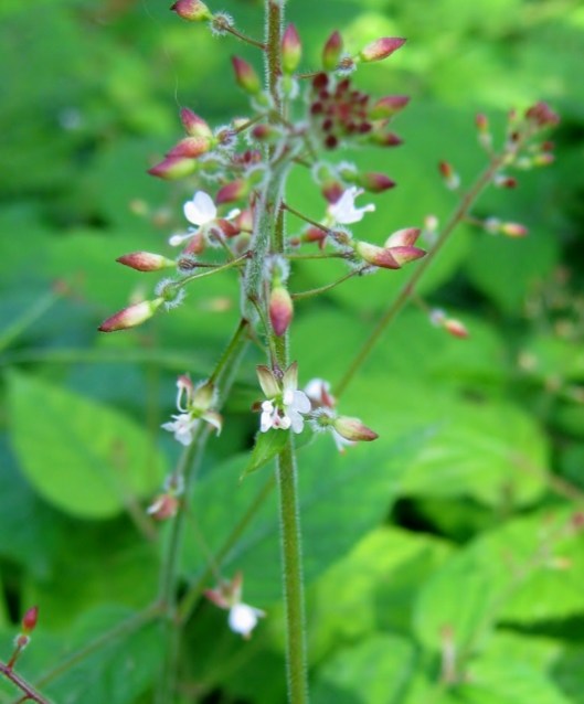 IMG_4937Enchanter's Nightshade (2) (530x640)