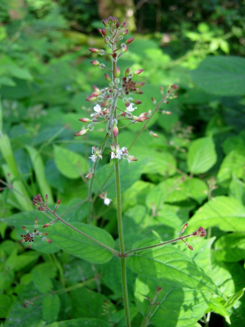 IMG_4937Enchanter's Nightshade (480x640)