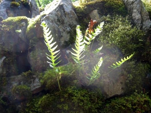 IMG_4944Bracken (640x480)