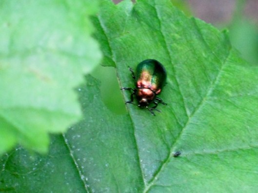 IMG_4960Chrysolina beetle (640x480)