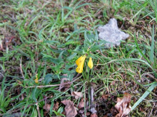 IMG_4970Common Cow-wheat (640x480)