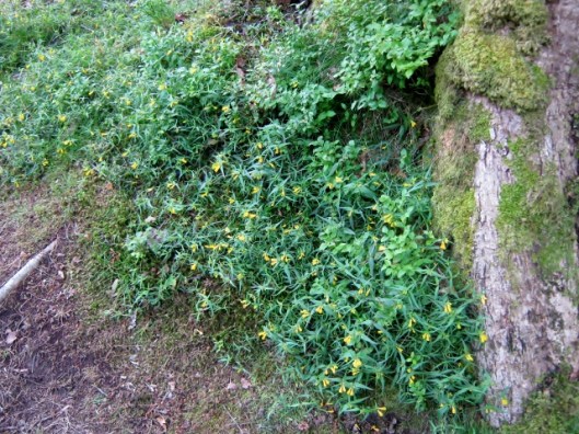 IMG_4972Common Cow-wheat (640x480)