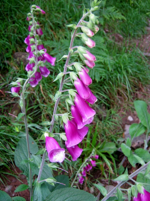 IMG_4980Foxgloves (480x640)