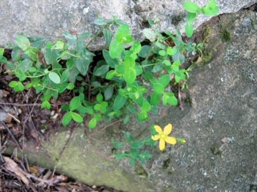 IMG_4998St John's-wort (640x480)