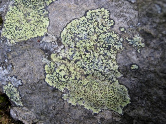IMG_5011Map Lichen perhaps (640x480)