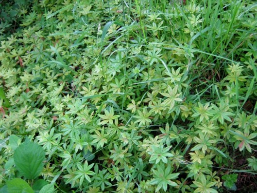 IMG_5018Woodruff perhaps (640x480)