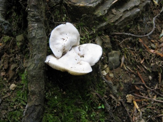 IMG_5021Fungus (640x480)