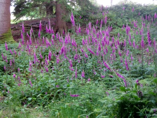 IMG_5028Foxgloves (640x480)