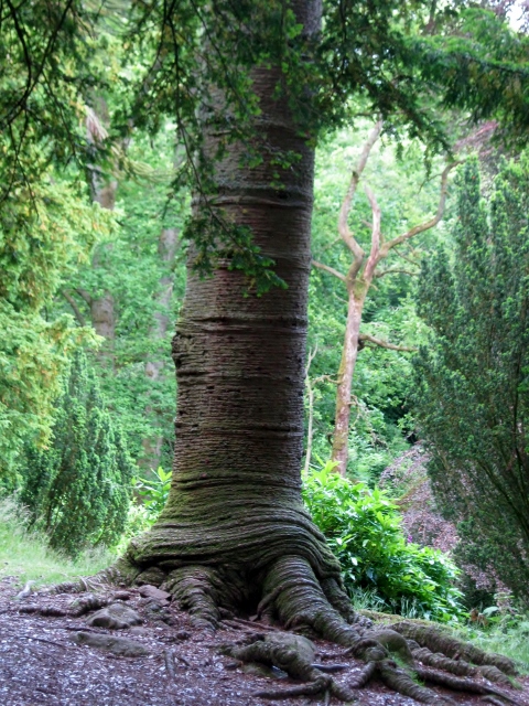 IMG_5029Monkey Puzzle tree (480x640)
