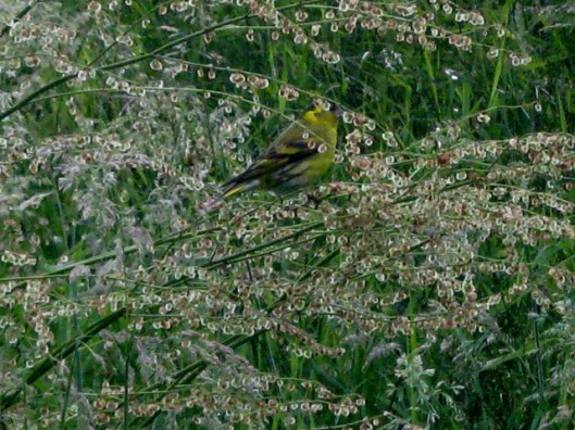 IMG_5033Siskin (640x480)