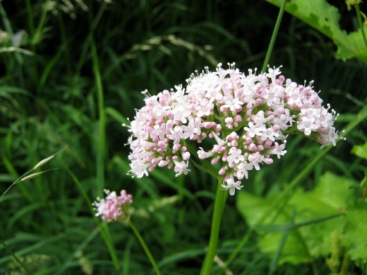IMG_5038Common Valerian (640x480)