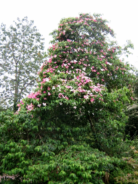 IMG_5043Tree in park (480x640)
