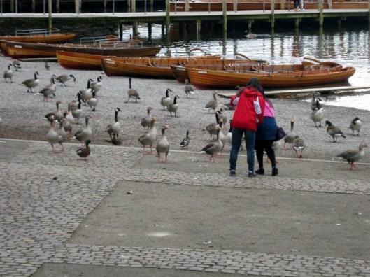 IMG_5045Geese at lakeside (640x480)