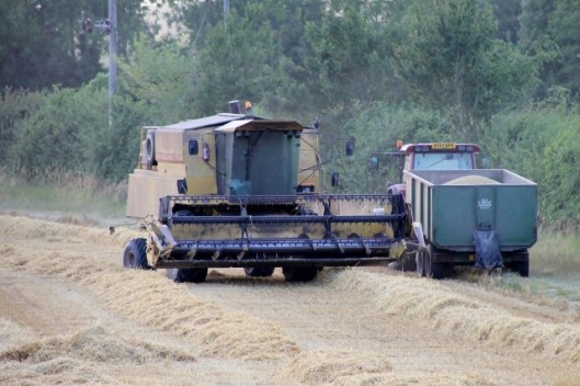 IMG_2392Barley harvest (640x427)