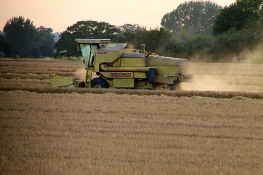 IMG_2394Barley harvest (640x427)