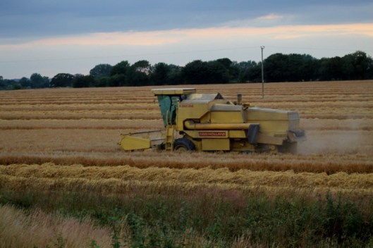 IMG_2395Barley harvest (640x427)