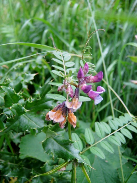 IMG_5055Common Vetch (480x640)