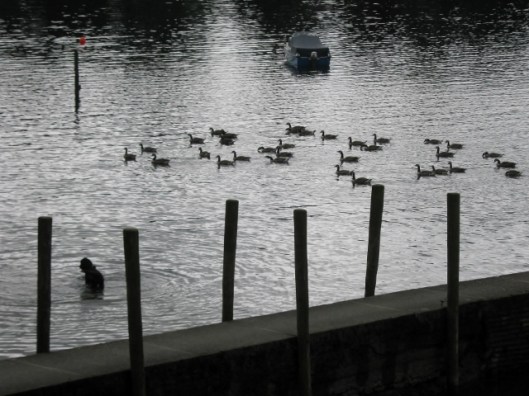 IMG_5058Poodle with geese (640x480)