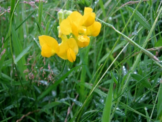 IMG_5059Greater Bird's-foot Trefoil (640x480)