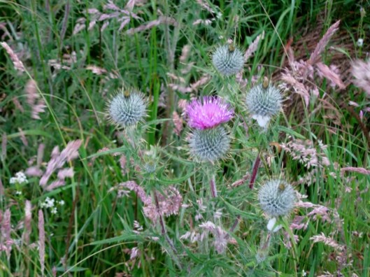 IMG_5061Spear Thistle (640x480)