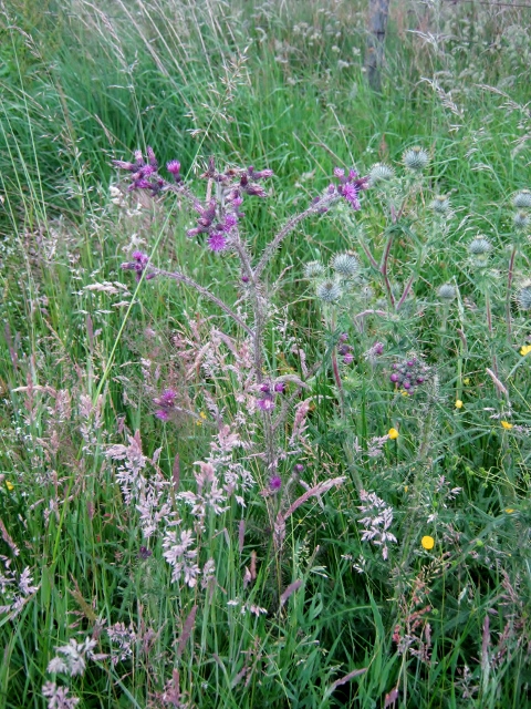 IMG_5063Marsh and Spear Thistle (480x640)