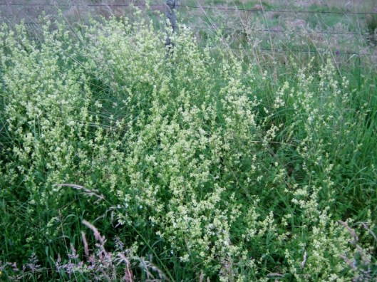 IMG_5065Heath Bedstraw (640x480)