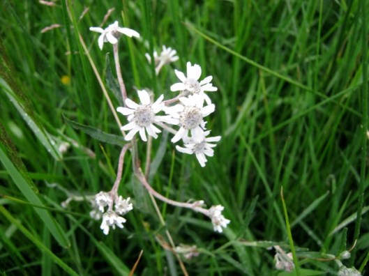 IMG_5069Sneezewort (640x480)