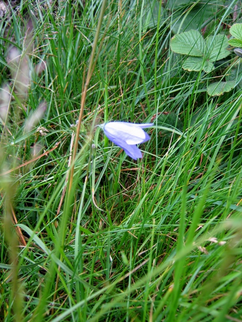 IMG_5075Hare Bell (480x640)