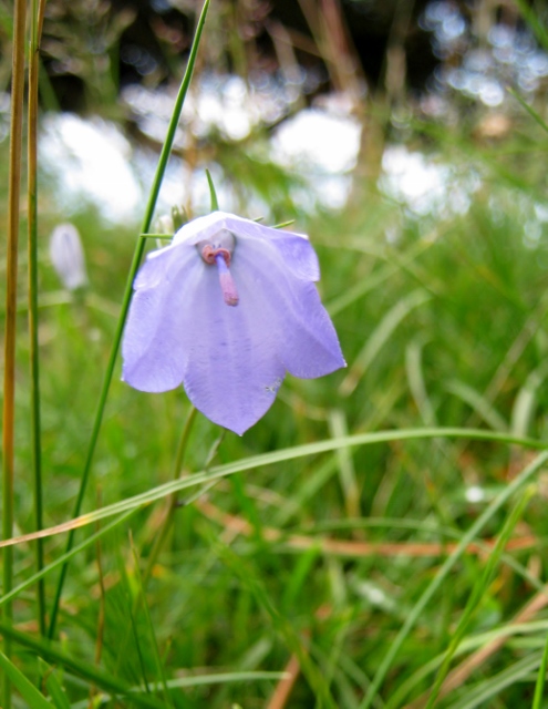 IMG_5076Hare Bell (495x640)