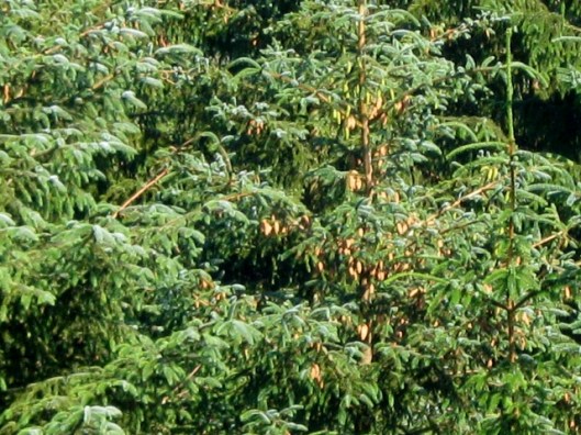 IMG_5082Fir cones (640x480)
