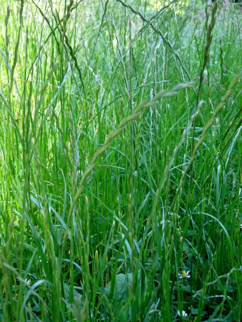 IMG_5083Perennial Rye-grass (480x640)