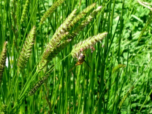 IMG_5088Hoverfly on Crested Dog's-tail (640x480)