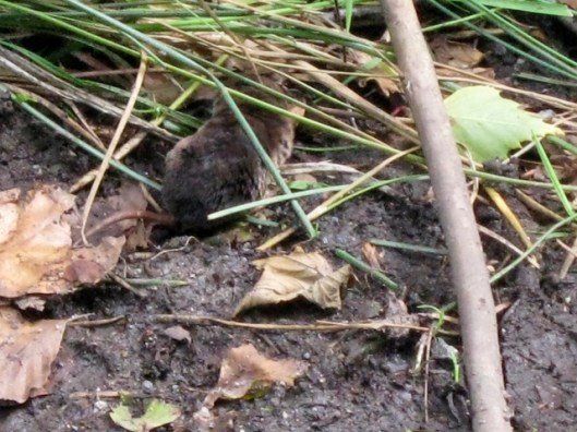 IMG_5093Shrew (640x480)