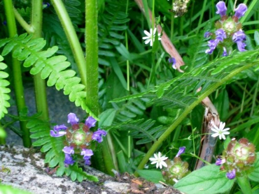 IMG_5094Self-heal and Lesser Stitchwort (640x480)