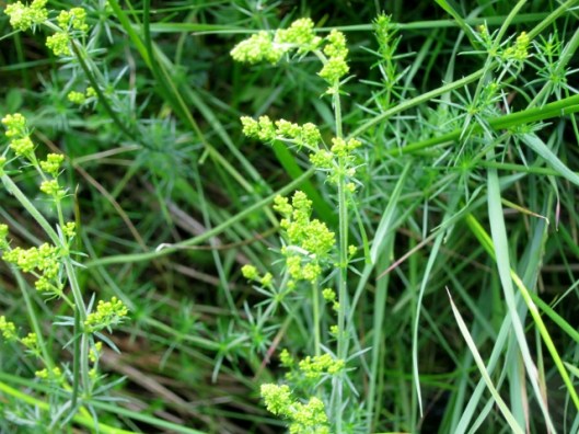 IMG_5096Lady's Bedstraw (640x480)