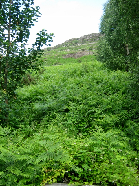 IMG_5097View up fell at Ashness (480x640)