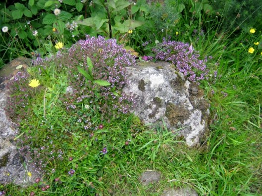 IMG_5100Wild Thyme (640x480)