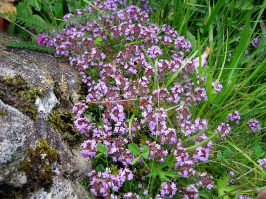 IMG_5101Wild Thyme (640x480)