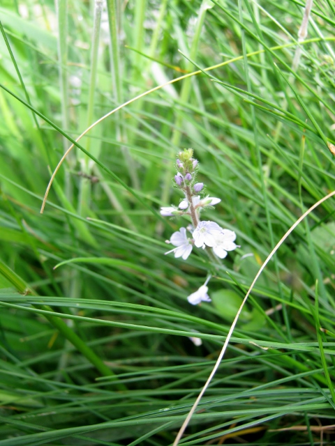 IMG_5110Blue Water-speedwell (480x640)
