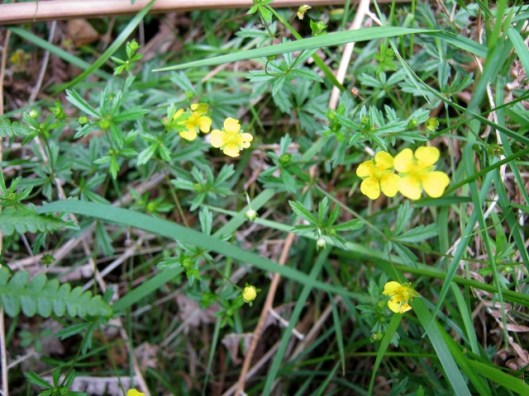 IMG_5112Tormentil (640x480)