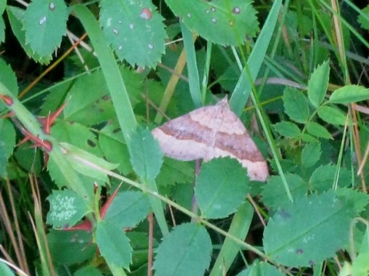 IMG_5295Moth Shaded Broad Bar perhaps (640x480)