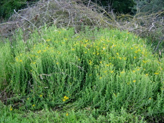 IMG_5297Common Fleabane (640x480)