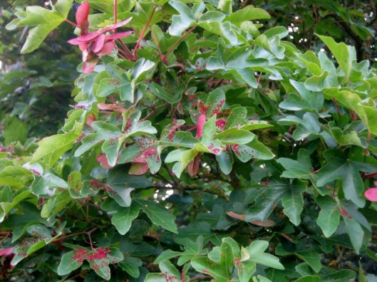 IMG_5298Field Maple (640x480)