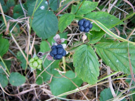 IMG_5308Dewberry (640x480)