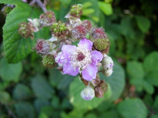 IMG_5309Bramble (640x480)