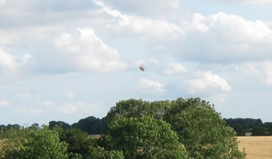 IMG_5312Field view photo-bombed by fly (2) (640x374)