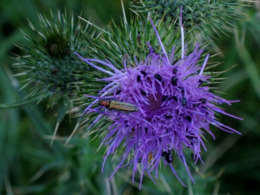 IMG_5317Oedemeridae beetle perhaps Ischnomera sanguinicollis (640x480)