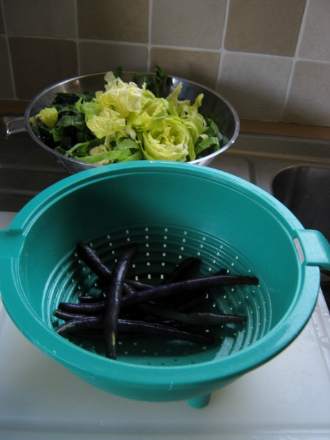 IMG_5321Purple beans and spring greens (480x640)