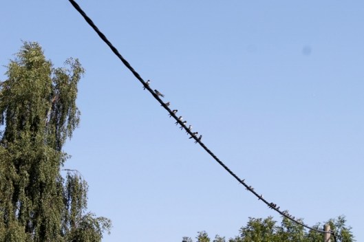 IMG_2410Swallows and Martins on cable (2) (640x427)