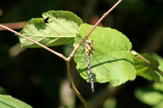 IMG_2415Southern Hawker (640x427)